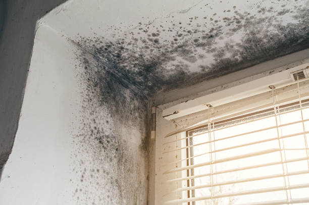 Affordable Attic Mold Removal solutions in Broad Run, VA